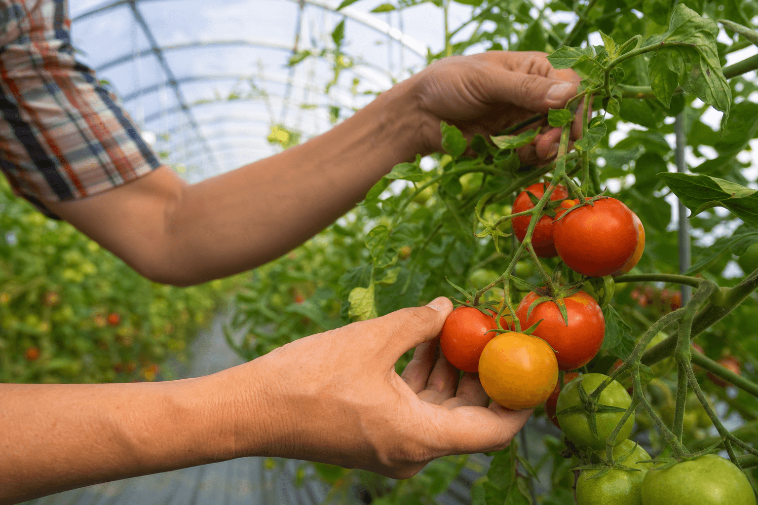 Supporting image 2 for Farms & growers: Hands-on service or craft moment for Farms & growers—authentic, not a generic stock office